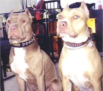 AlleyGator and Allegra
