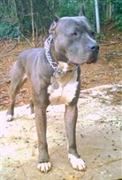 Bleu