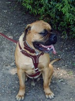 Bruce