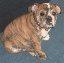 Brutus