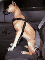 Car Dog Harness X-Large (80 to 110 lbs)