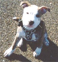 Diesel