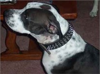 Dottie