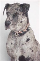 Great Dane