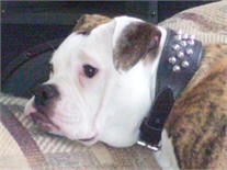 Ms Gucci Boo-Boo