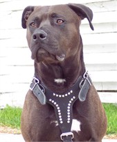 Harley