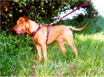 Major