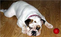 MayBull