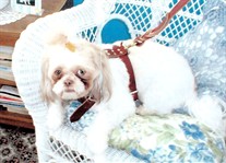 Meggy Tzu