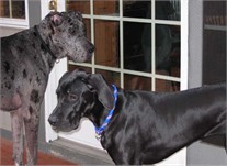 Merlin and Raven