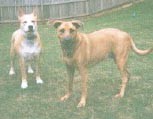 Nikki And Sherlock