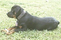 Rocky