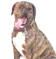 Sir Max