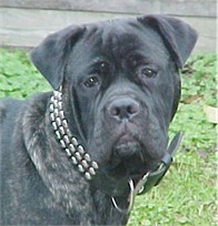 Xena